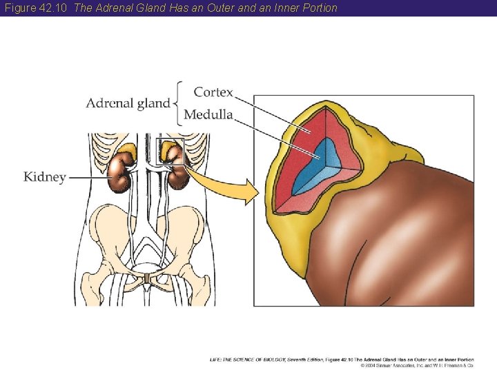 Figure 42. 10 The Adrenal Gland Has an Outer and an Inner Portion 