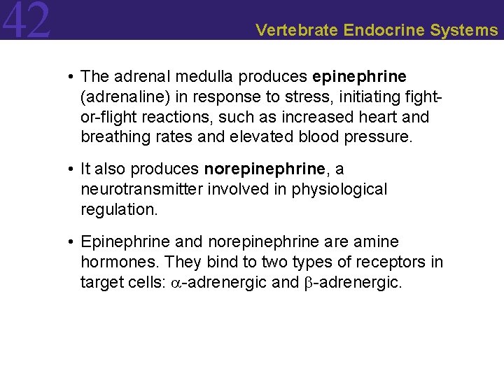 42 Vertebrate Endocrine Systems • The adrenal medulla produces epinephrine (adrenaline) in response to