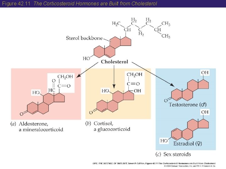 Figure 42. 11 The Corticosteroid Hormones are Built from Cholesterol 