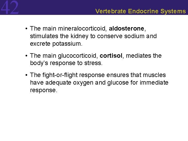 42 Vertebrate Endocrine Systems • The main mineralocorticoid, aldosterone, stimulates the kidney to conserve