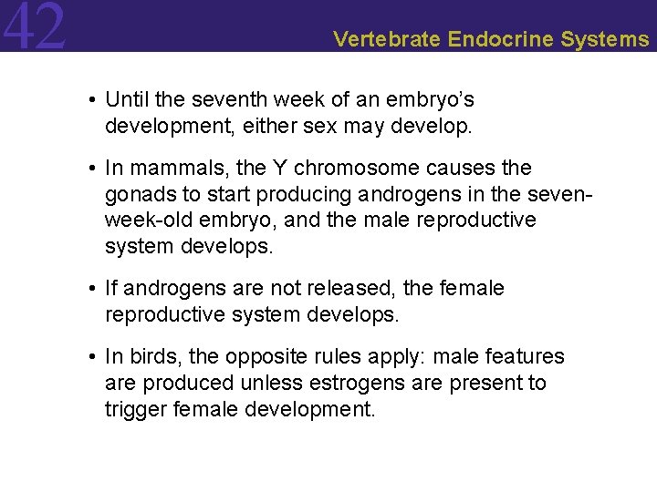 42 Vertebrate Endocrine Systems • Until the seventh week of an embryo’s development, either