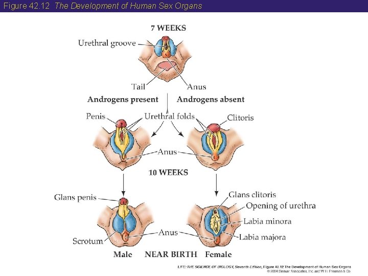 Figure 42. 12 The Development of Human Sex Organs 