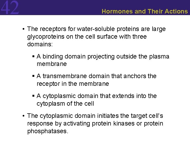 42 Hormones and Their Actions • The receptors for water-soluble proteins are large glycoproteins