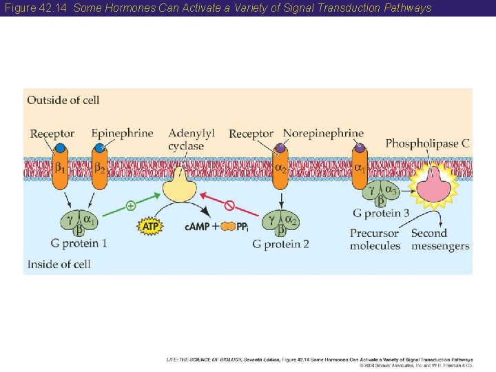 Figure 42. 14 Some Hormones Can Activate a Variety of Signal Transduction Pathways 