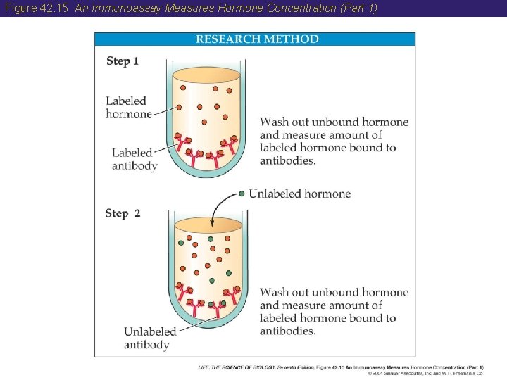 Figure 42. 15 An Immunoassay Measures Hormone Concentration (Part 1) 