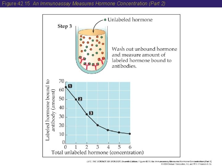 Figure 42. 15 An Immunoassay Measures Hormone Concentration (Part 2) 