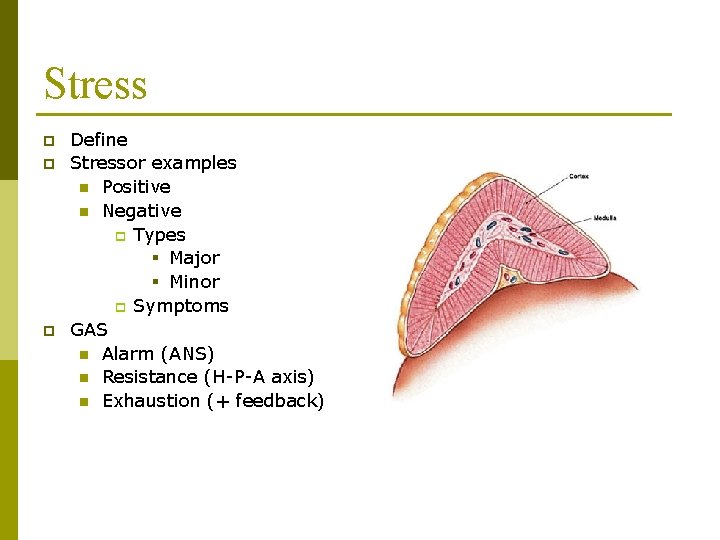 Stress p p p Define Stressor examples n Positive n Negative p Types § Stress p p p Define Stressor examples n Positive n Negative p Types §