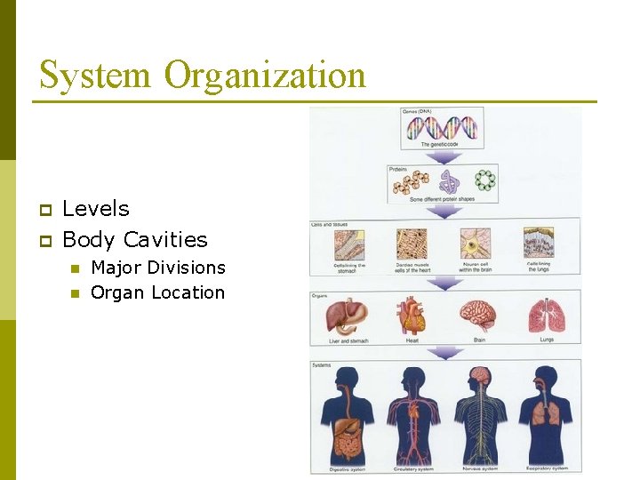 System Organization p p Levels Body Cavities n n Major Divisions Organ Location System Organization p p Levels Body Cavities n n Major Divisions Organ Location