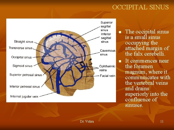 OCCIPITAL SINUS n n Dr. Vohra The occipital sinus is a small sinus occupying