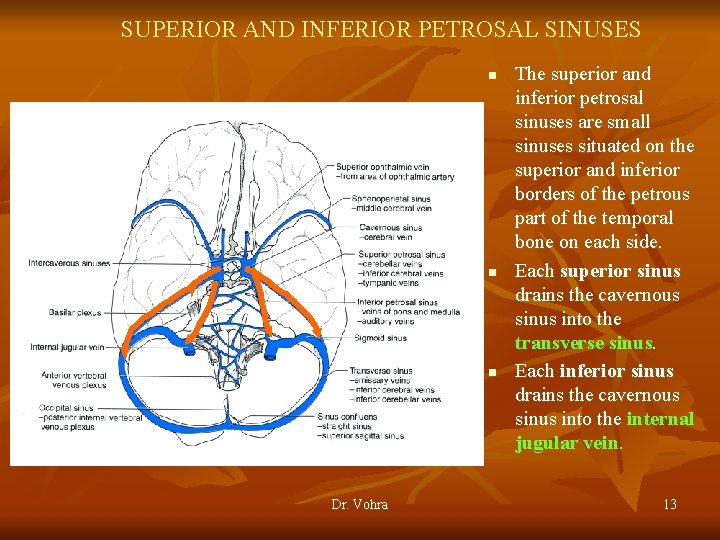 SUPERIOR AND INFERIOR PETROSAL SINUSES n n n Dr. Vohra The superior and inferior