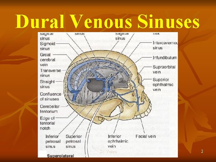 Dural Venous Sinuses Dr. Vohra 2 