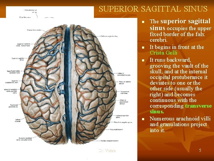 SUPERIOR SAGITTAL SINUS n n Dr. Vohra The superior sagittal sinus occupies the upper