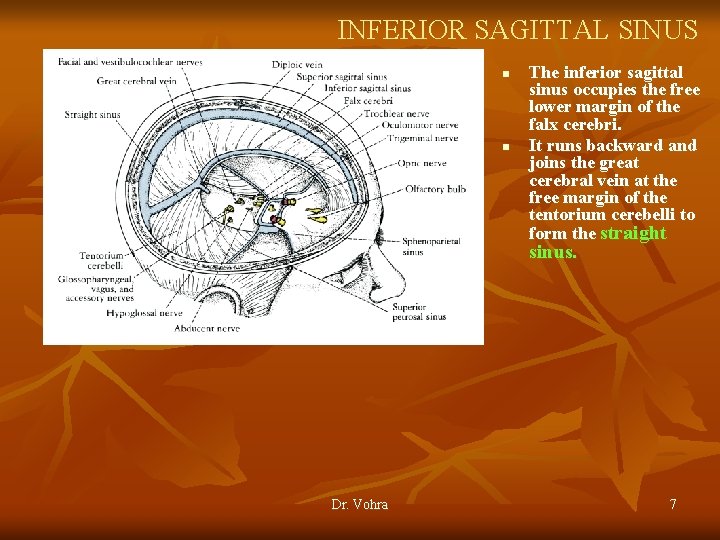 INFERIOR SAGITTAL SINUS n n The inferior sagittal sinus occupies the free lower margin