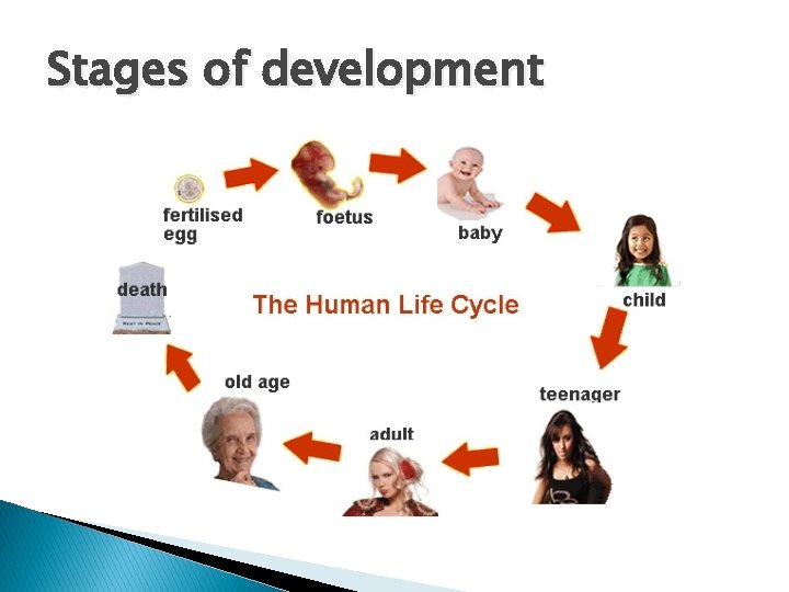 Stages of development 