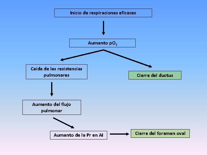 Inicio de respiraciones eficaces Aumento p. O 2 Caída de las resistencias pulmonares Cierre