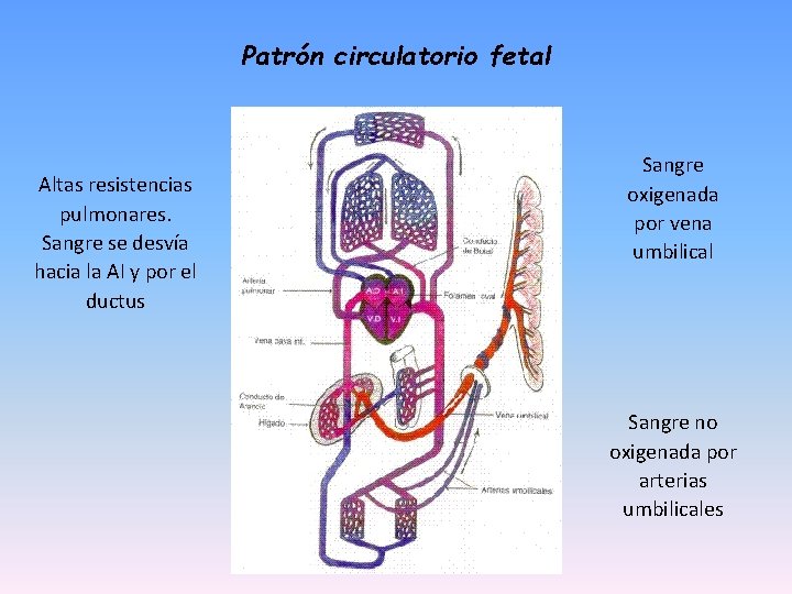 Patrón circulatorio fetal Altas resistencias pulmonares. Sangre se desvía hacia la AI y por