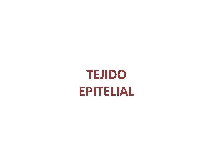 TEJIDO EPITELIAL TEJIDO EPITELIAL