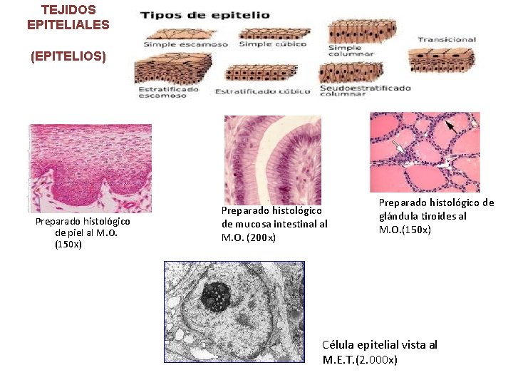 TEJIDOS EPITELIALES (EPITELIOS) Preparado histológico de piel al M. O. (150 x) Preparado histológico TEJIDOS EPITELIALES (EPITELIOS) Preparado histológico de piel al M. O. (150 x) Preparado histológico