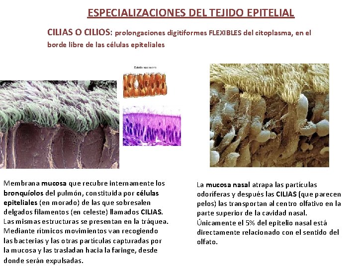 ESPECIALIZACIONES DEL TEJIDO EPITELIAL CILIAS O CILIOS: prolongaciones digitiformes FLEXIBLES del citoplasma, en el ESPECIALIZACIONES DEL TEJIDO EPITELIAL CILIAS O CILIOS: prolongaciones digitiformes FLEXIBLES del citoplasma, en el