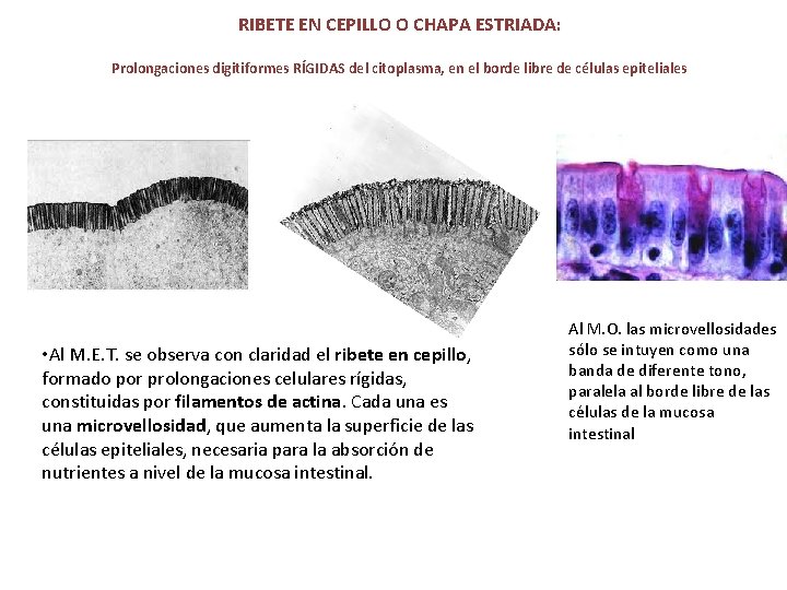 RIBETE EN CEPILLO O CHAPA ESTRIADA: Prolongaciones digitiformes RÍGIDAS del citoplasma, en el borde RIBETE EN CEPILLO O CHAPA ESTRIADA: Prolongaciones digitiformes RÍGIDAS del citoplasma, en el borde