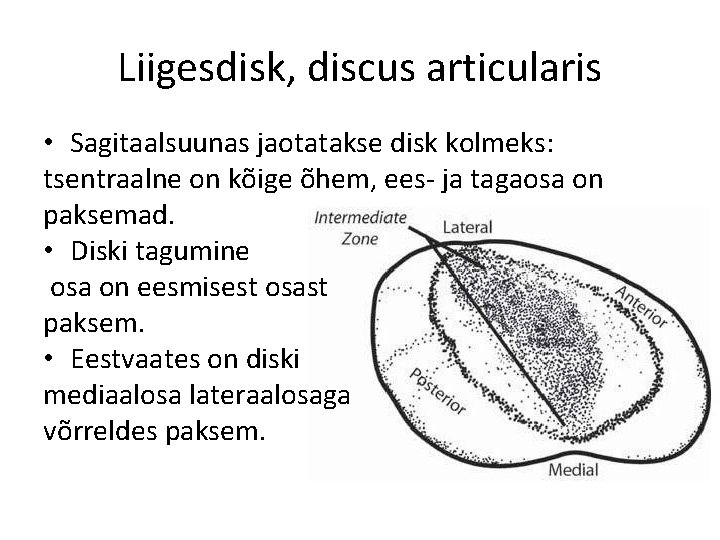 Liigesdisk, discus articularis • Sagitaalsuunas jaotatakse disk kolmeks: tsentraalne on kõige õhem, ees- ja