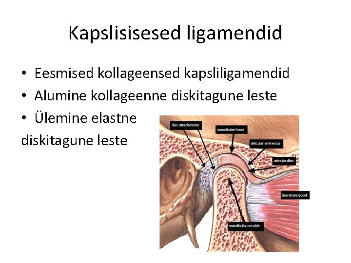 Kapslisisesed ligamendid • Eesmised kollageensed kapsliligamendid • Alumine kollageenne diskitagune leste • Ülemine elastne