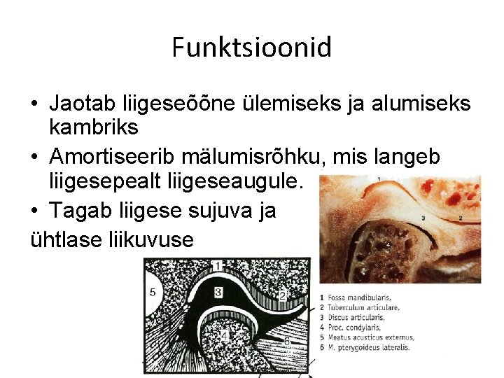 Funktsioonid • Jaotab liigeseõõne ülemiseks ja alumiseks kambriks • Amortiseerib mälumisrõhku, mis langeb liigesepealt