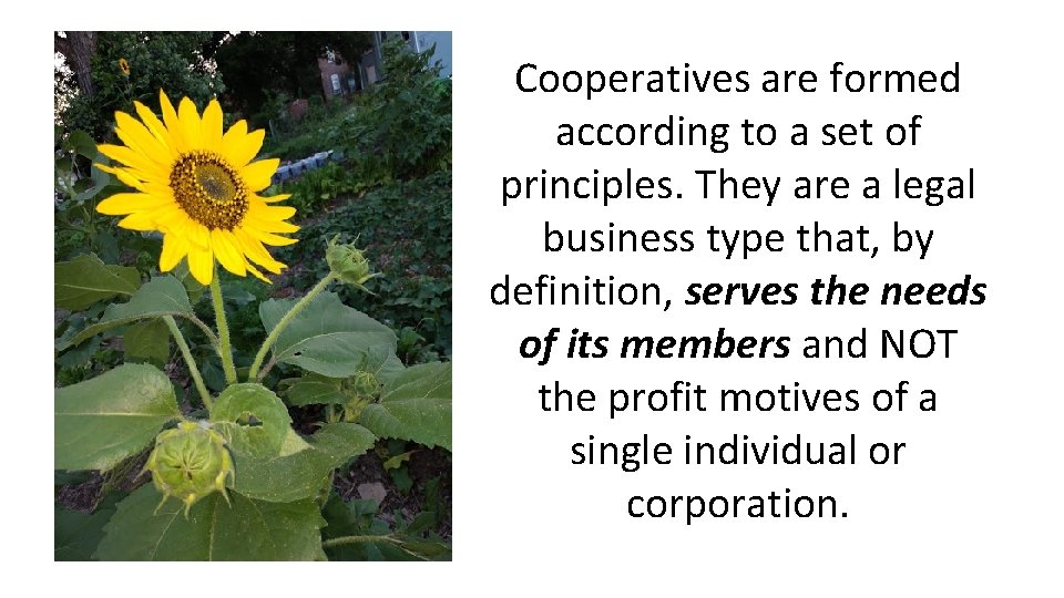 Cooperatives are formed according to a set of principles. They are a legal business