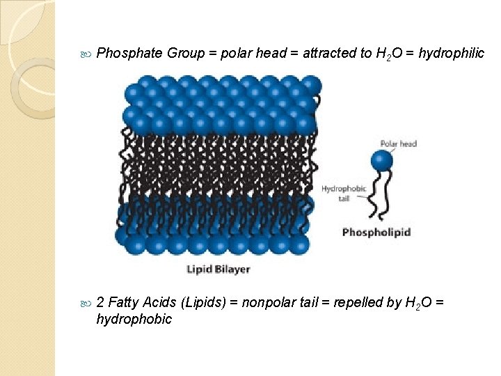  Phosphate Group = polar head = attracted to H 2 O = hydrophilic