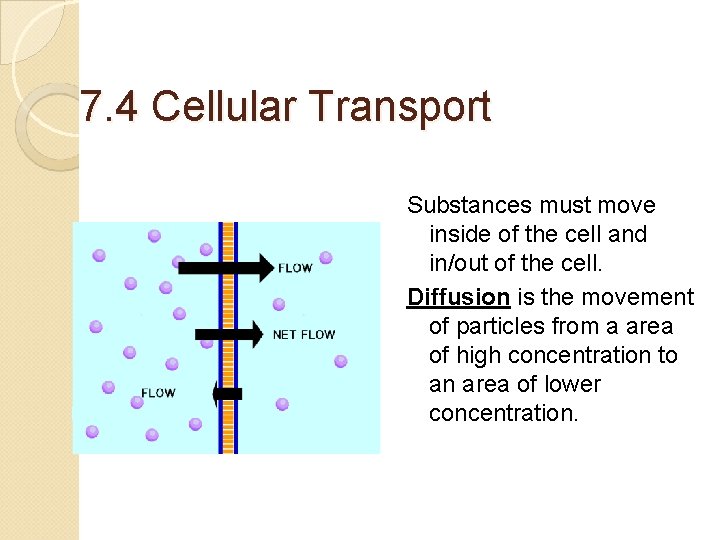 7. 4 Cellular Transport Substances must move inside of the cell and in/out of