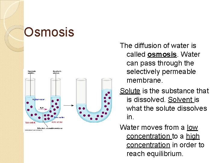 Osmosis The diffusion of water is called osmosis. Water can pass through the selectively