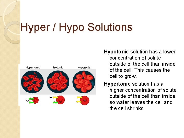 Hyper / Hypo Solutions Hypotonic solution has a lower concentration of solute outside of