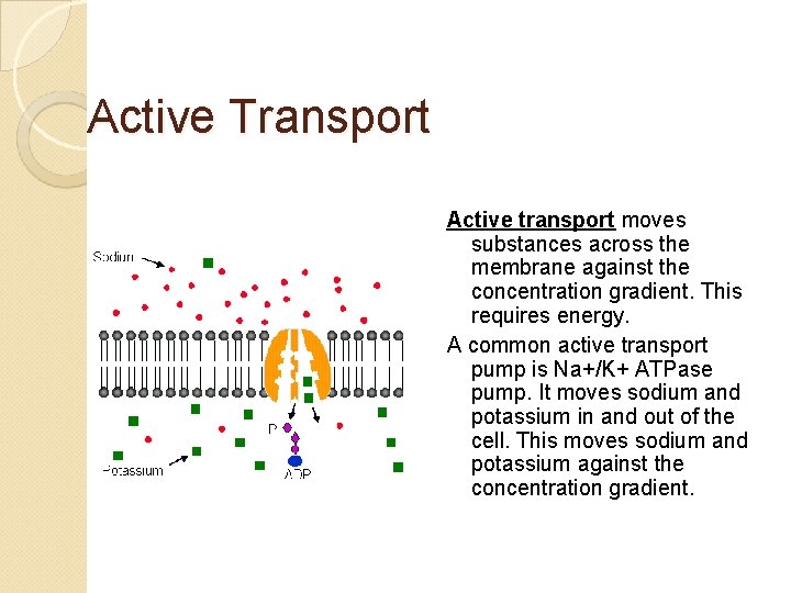 Active Transport Active transport moves substances across the membrane against the concentration gradient. This