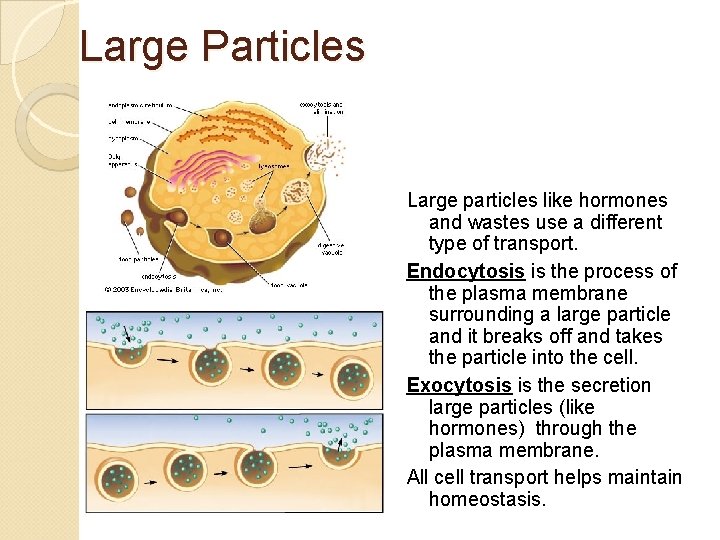 Large Particles Large particles like hormones and wastes use a different type of transport.