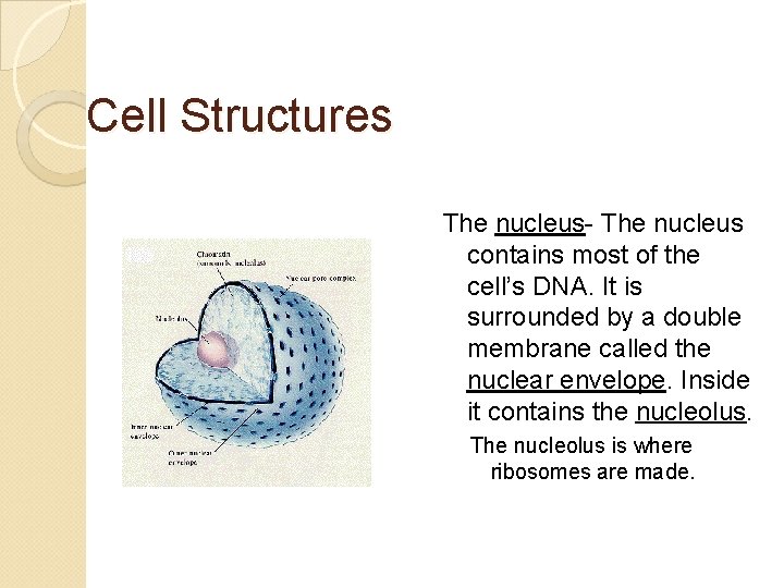 Cell Structures The nucleus- The nucleus contains most of the cell’s DNA. It is