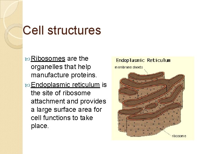 Cell structures Ribosomes are the organelles that help manufacture proteins. Endoplasmic reticulum is the