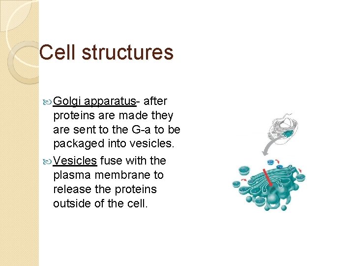 Cell structures Golgi apparatus- after proteins are made they are sent to the G-a