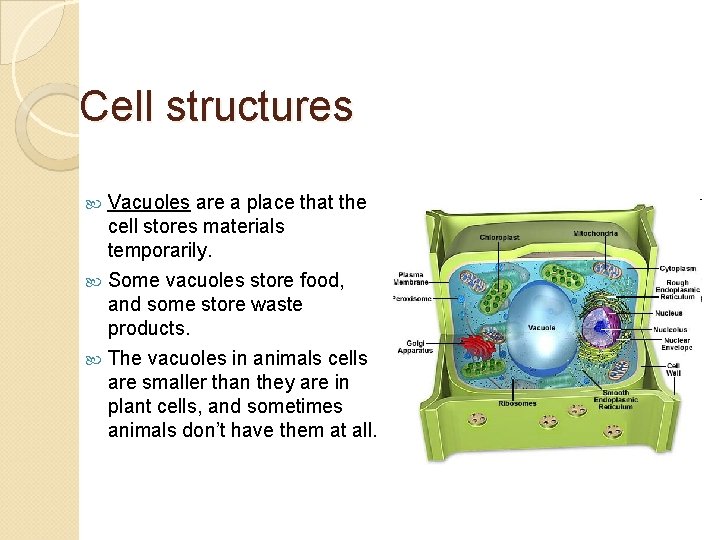 Cell structures Vacuoles are a place that the cell stores materials temporarily. Some vacuoles