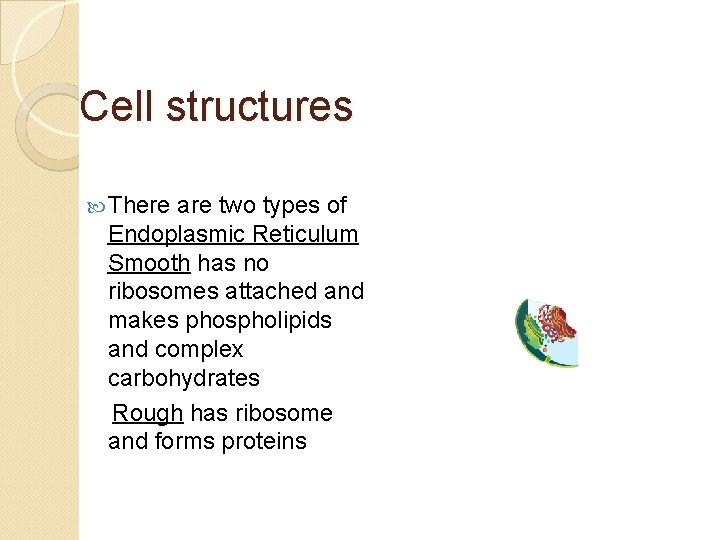Cell structures There are two types of Endoplasmic Reticulum Smooth has no ribosomes attached