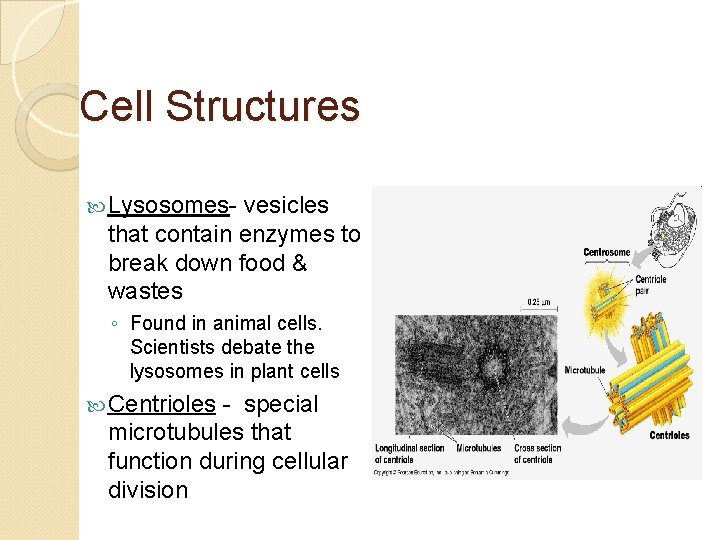 Cell Structures Lysosomes- vesicles that contain enzymes to break down food & wastes ◦
