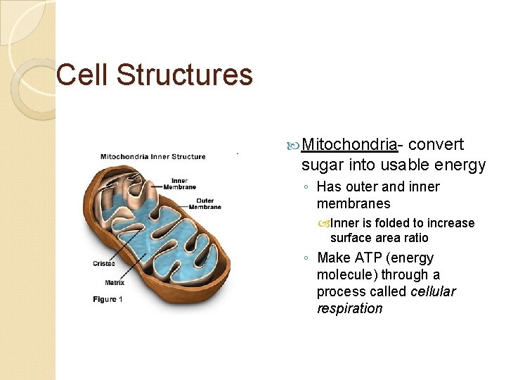 Cell Structures Mitochondria- convert sugar into usable energy ◦ Has outer and inner membranes