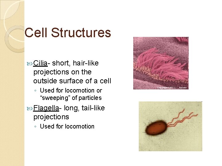 Cell Structures Cilia- short, hair-like projections on the outside surface of a cell ◦