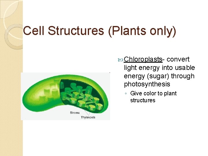 Cell Structures (Plants only) Chloroplasts- convert light energy into usable energy (sugar) through photosynthesis