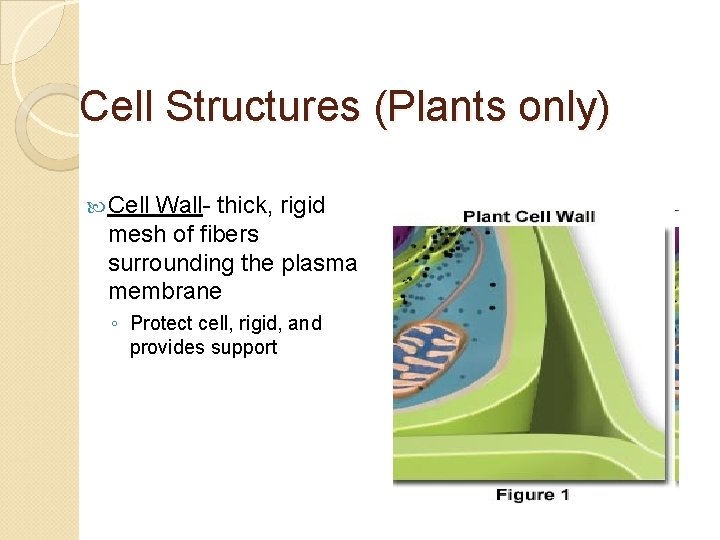 Cell Structures (Plants only) Cell Wall- thick, rigid mesh of fibers surrounding the plasma