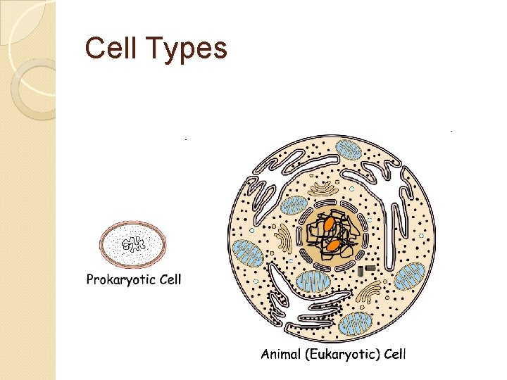 Cell Types 
