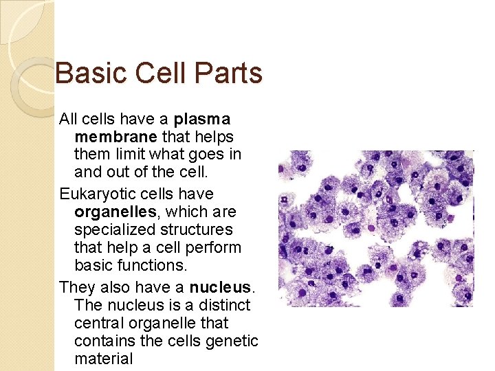 Basic Cell Parts All cells have a plasma membrane that helps them limit what
