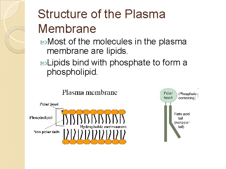 Structure of the Plasma Membrane Most of the molecules in the plasma membrane are