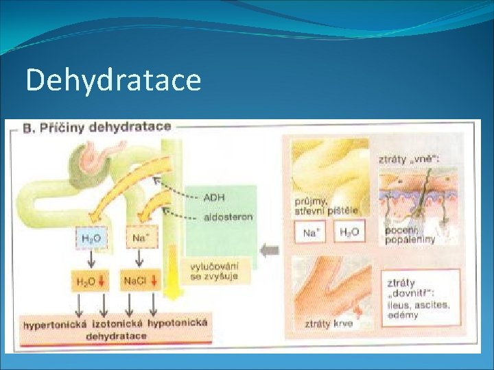 Dehydratace 