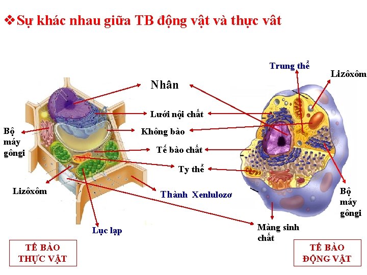 v. Sự khác nhau giữa TB động vật và thực vât Trung thể Nhân