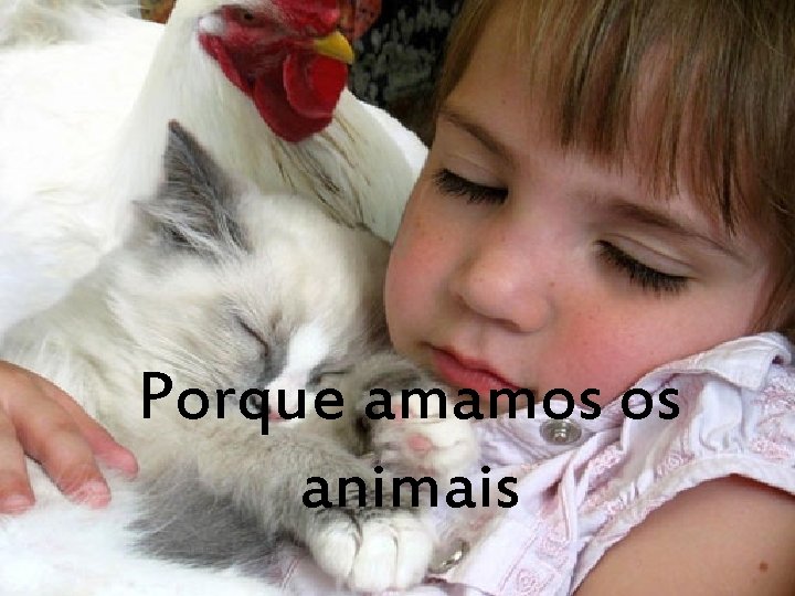 Porque amamos os animais 